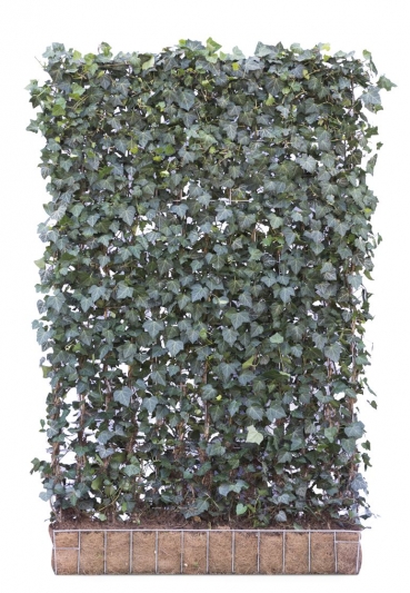 Preview: Efeu-Element | 180 x 120 cm Preview: Efeu-Element | 180 x 120 cm