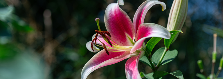 Lilien Richtig Einpflanzen Pflegen And überwintern Garten Bronder Ratgeber