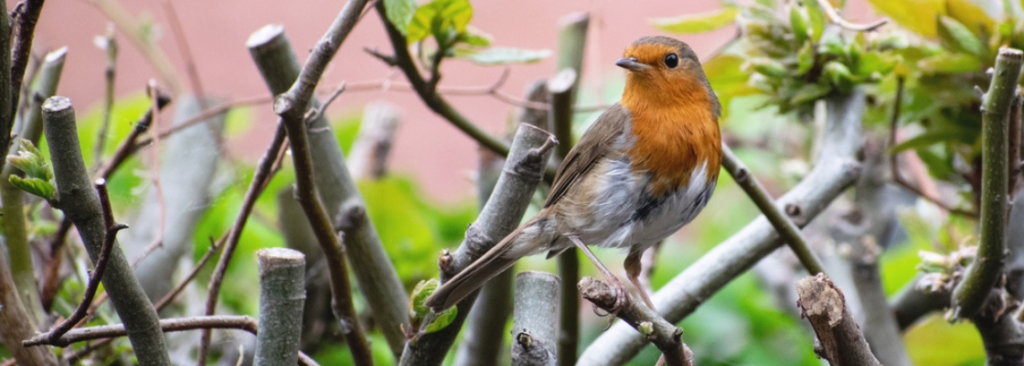 Ein roter Rotkehlvogel steht auf einem Ast an der Hecke.