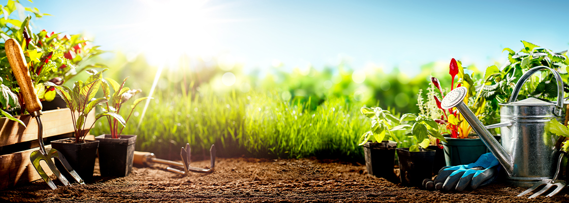 Gartenpflege im Sommer - Was gilt es zu beachten