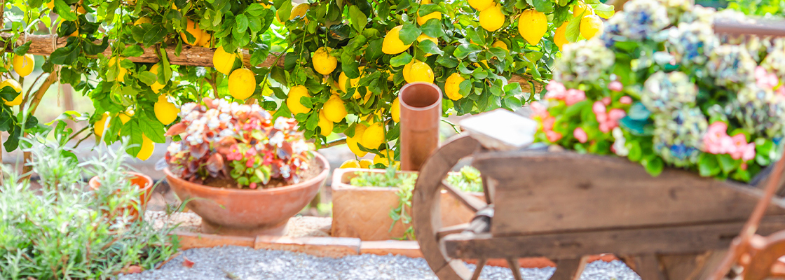 Mediterraner Garten - So holen Sie sich das Flair des Südens nach Hause