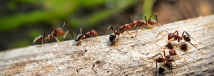 Ameisen bekämpfen - Wie Sie die Insekten aus Ihrem Garten vertreiben