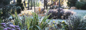 gartenpflege-im-winter-so-bleibt-ihr-garten-auch-in-der-kalten-jahreszeit-schoen