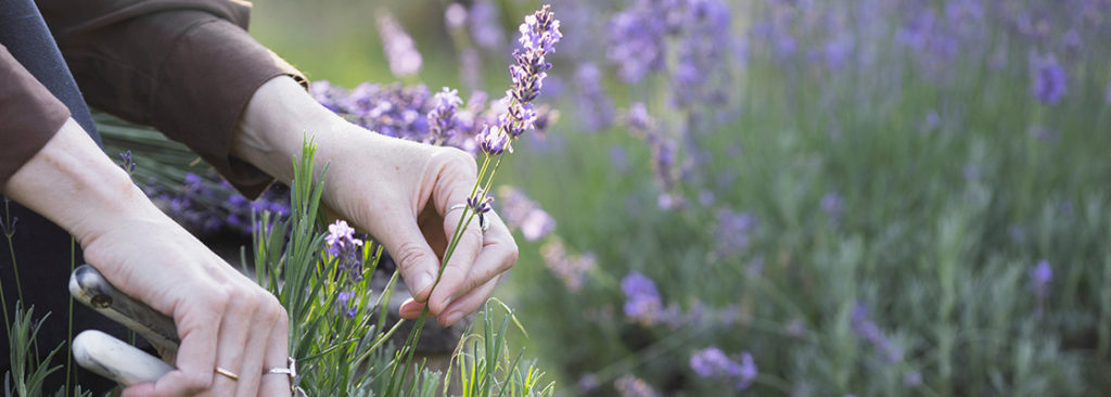 Heimische Gartenpflanzen - Natürliche Vielfalt für Ihren Garten