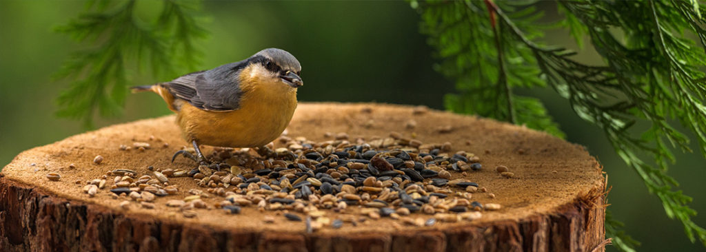 Gartenvögel und Tiere füttern - Ganzjährig nötig oder nur saisonal?